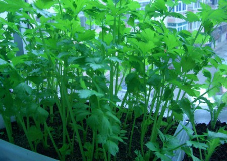 阳台盆栽芹菜种植技术2