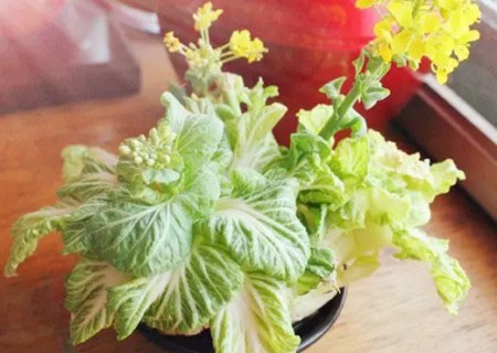 白菜根盆栽方法