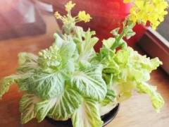 白菜根盆栽方法