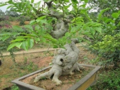 盆栽朴树移栽/移植技术