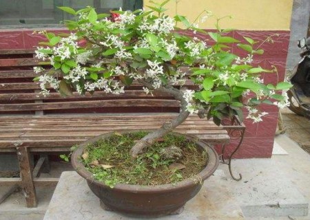 丁香花盆栽栽培技术
