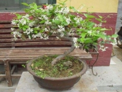 丁香花盆栽栽培技术