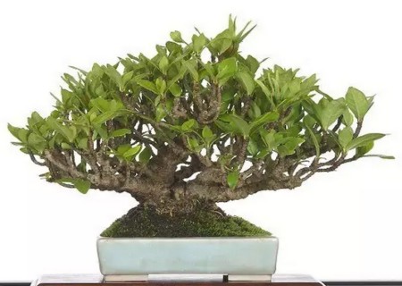 黄栀子种植技术2