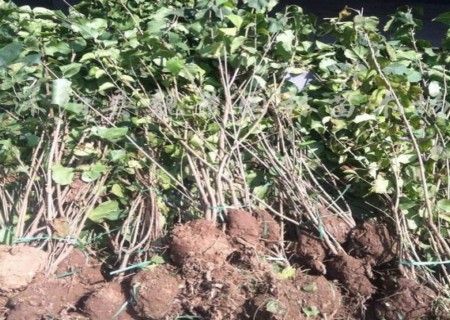 四季丁香（小叶丁香）种植栽培方法