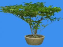 黄栀子种植技术