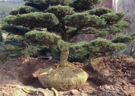 五针松移栽/移植技术