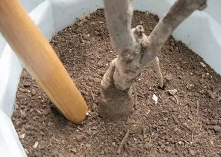 牡丹盆栽方法6