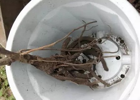 牡丹盆栽方法2