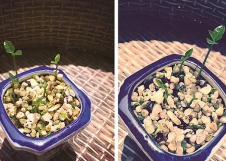 柚子核盆栽种植方法5