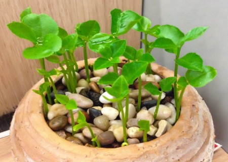 柚子核盆栽种植方法