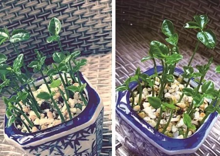 柚子核盆栽种植方法6