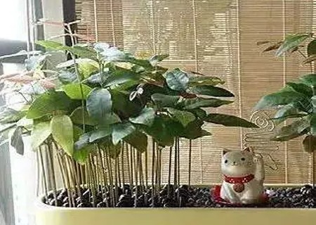 龙眼籽怎么种小盆栽5