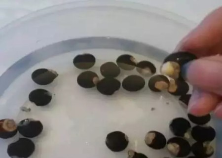龙眼籽怎么种小盆栽2