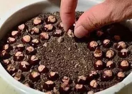龙眼籽怎么种小盆栽4