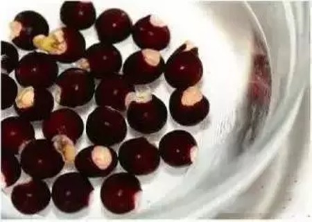 龙眼籽怎么种小盆栽3