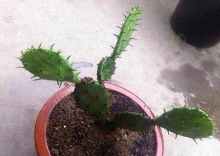 盆栽仙人掌怎样移植1