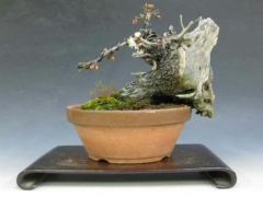 梅花盆景栽培技术