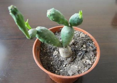 盆栽仙人掌怎样移植2
