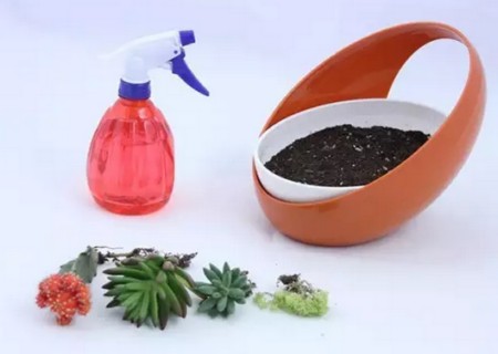 怎样移植盆栽小植物4