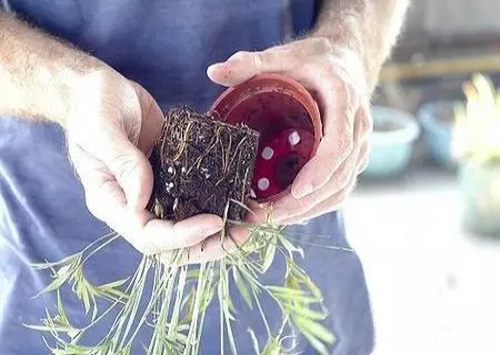 怎样移植盆栽小植物2