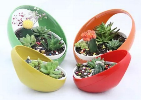 怎样移植盆栽小植物7
