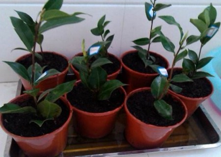 盆栽山茶花的移植方法1