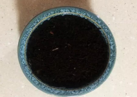 桂圆盆栽怎么种3