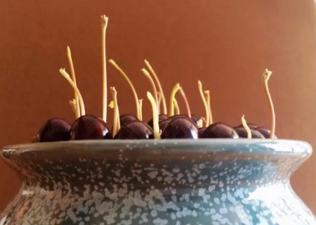 桂圆盆栽怎么种7