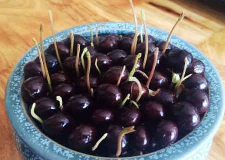桂圆盆栽怎么种6