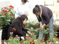 花毛莨盆栽技术