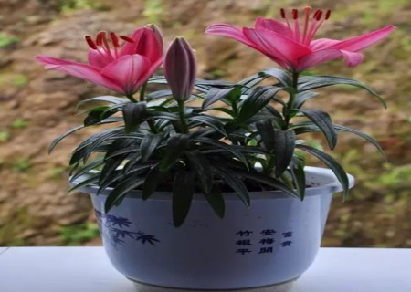 百合花盆景矮化技术