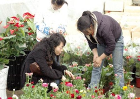 花毛莨盆栽技术