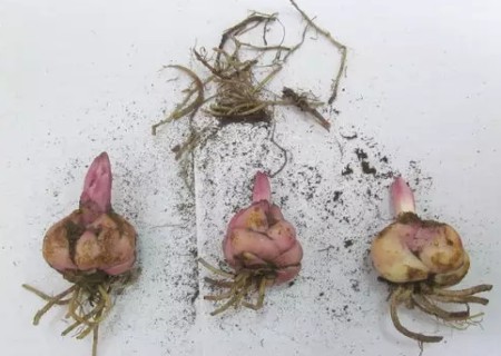盆栽百合花种球种植方法2