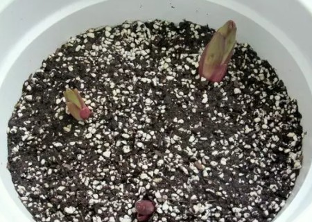 盆栽百合花种球种植方法9