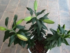 百合种球如何种植 盆栽百合花种球种植方法图解