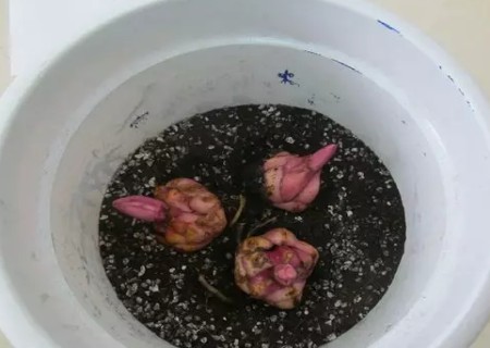 盆栽百合花种球种植方法6