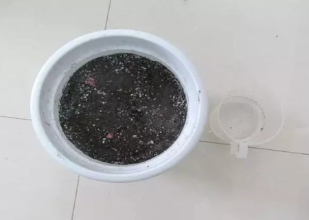 盆栽百合花种球种植方法8
