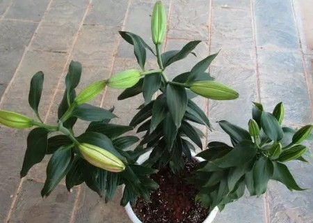 盆栽百合花种球种植方法