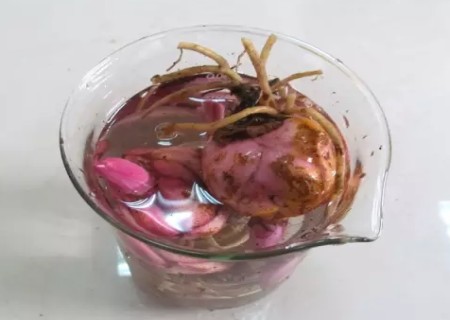 盆栽百合花种球种植方法3