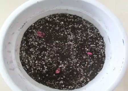 盆栽百合花种球种植方法7
