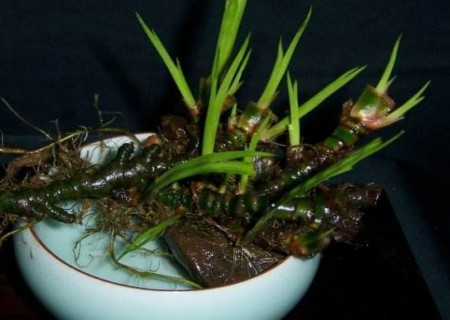 石菖蒲怎样水培2
