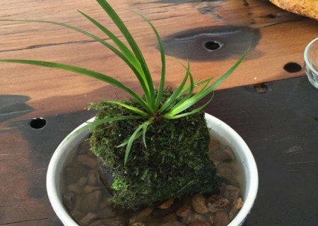 石菖蒲可以水培吗