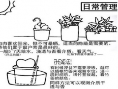 多肉植物移栽方法图解