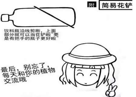 多肉植物移栽方法图解10