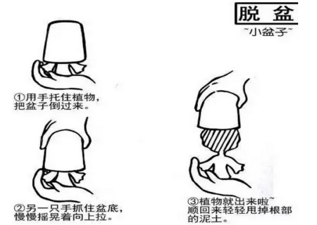 多肉植物移栽方法图解5