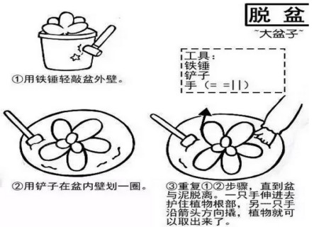 多肉植物移栽方法图解6