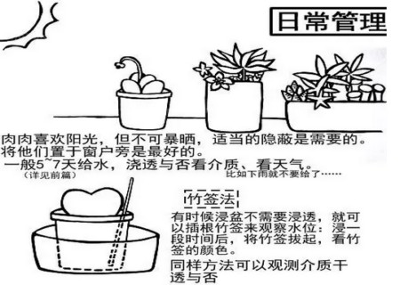 多肉植物移栽方法图解1