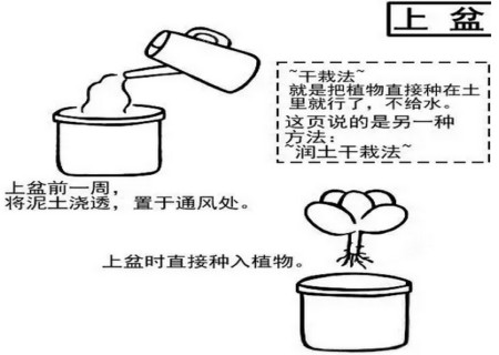 多肉植物移栽方法图解7