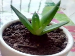 芦荟的移栽方法和注意事项