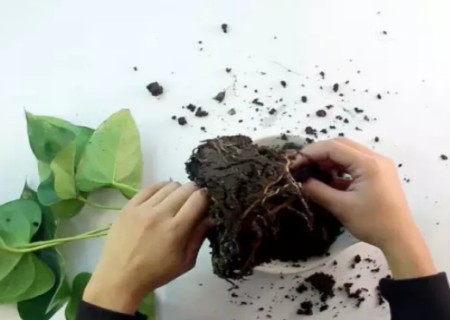盆栽怎么移植3